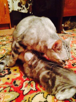 Амурчик кушает))