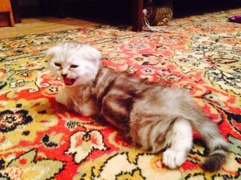 Кого из животных вы содержите? Фото приветствуется. - image.jpg