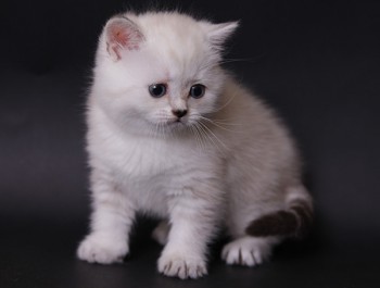 Кого из животных вы содержите? Фото приветствуется. - Сандра.jpg