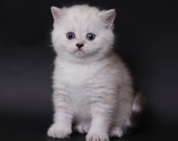 Кого из животных вы содержите? Фото приветствуется. - Сандра_.jpg