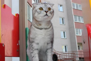 Кого из животных вы содержите? Фото приветствуется. - LyipldRThXQ.jpg