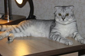 Кого из животных вы содержите? Фото приветствуется. - -LC5Q40l1vw.jpg