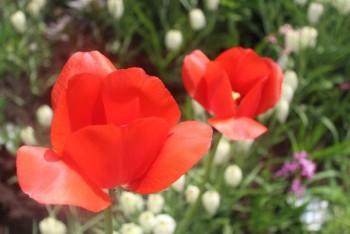 А какие Вы любите цветы? - 9d06LDvUJ6g.jpg