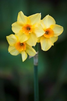 Доброго утра Хорошего дня Спокойной ночи  - y4Nun_6kyPs.jpg