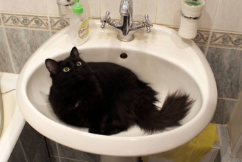 Кого из животных вы содержите? Фото приветствуется. - IMG_8768.JPG