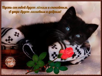 Доброго утра Хорошего дня Спокойной ночи  - 12783677_1687781288158128_7173050419075053607_o.jpg