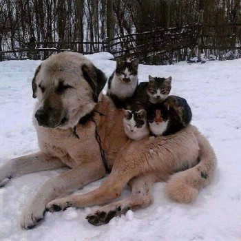 Прикольные картинки , фото , открытки. - 12809508_906858972764966_8021599133734296126_n.jpg