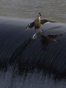 Прикольные картинки , фото , открытки. - 1014103_473845159470811_7376289489417908050_n.jpg