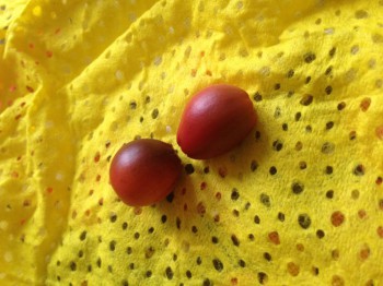 Мои комнатные растения. - image.jpg