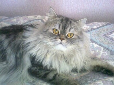 Кого из животных вы содержите? Фото приветствуется. - 06052009022.jpg