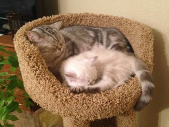 Кого из животных вы содержите? Фото приветствуется. - image.jpg