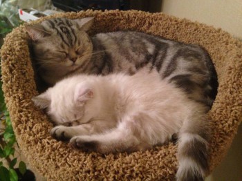 Кого из животных вы содержите? Фото приветствуется. - image.jpg