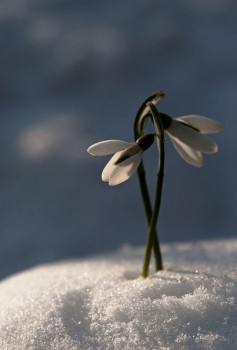 Доброго утра Хорошего дня Спокойной ночи  - pGwVHVvmM7k.jpg