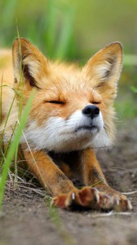 А у вас сейчас какое настроение? - image.jpeg