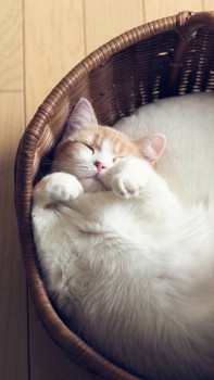 А у вас сейчас какое настроение? - image.jpeg