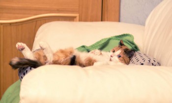 А у вас сейчас какое настроение? - IMG_0185.JPG