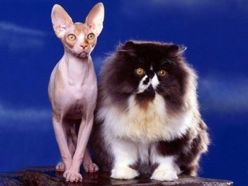 Cмешное из жизни животных. Фото и видео из интернета. - wNuru9sr7P4.jpg