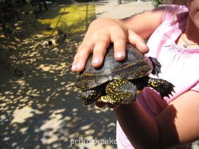 Кого из животных вы содержите? Фото приветствуется. - IMG_2413.JPG