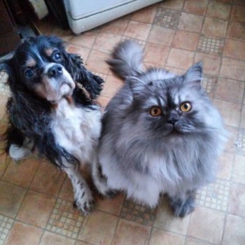 Кого из животных вы содержите? Фото приветствуется. - IMG_20160331_093431.jpg