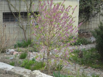 Подскажите, что за дерево такое, цветет розовым - DSC02123.JPG