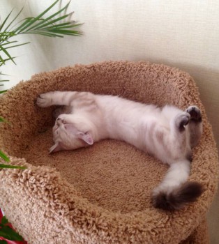 Кого из животных вы содержите? Фото приветствуется. - image.jpg