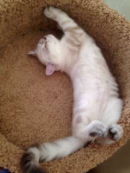 Кого из животных вы содержите? Фото приветствуется. - image.jpg