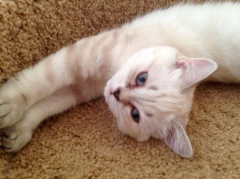 Кого из животных вы содержите? Фото приветствуется. - image.jpg