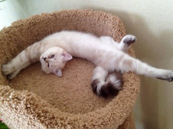 Кого из животных вы содержите? Фото приветствуется. - image.jpg