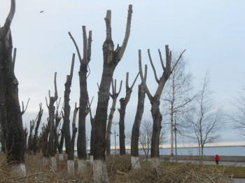  А что у вас? Или события нашего городка  - DSCN2797.JPG