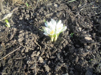 Декоративные садовые растения. - DSC02841.JPG