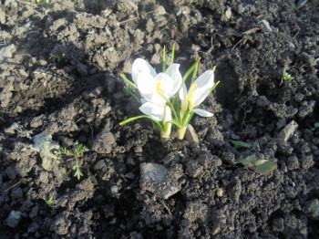 Декоративные садовые растения. - DSC02842.JPG