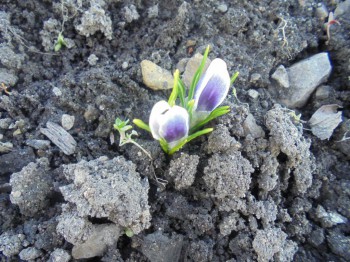 Декоративные садовые растения. - DSC02845.JPG