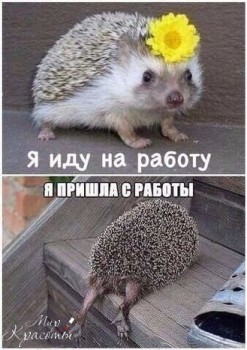 Чем сегодня занимались-3 - c5c941aa239e4094dd06786638b77280.jpeg