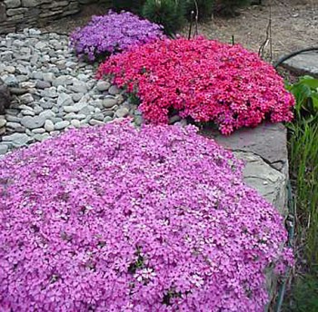 Обзор интересных растений для сада --- на заметку  - 1.jpg