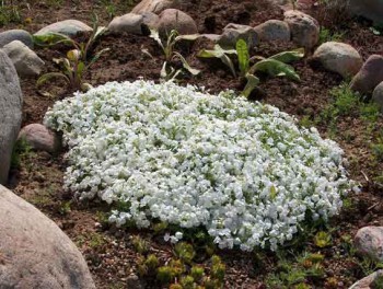 Обзор интересных растений для сада --- на заметку  - 2.jpg