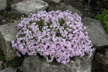 Обзор интересных растений для сада --- на заметку  - 3.jpg