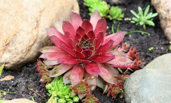 Обзор интересных растений для сада --- на заметку  - 2.jpg