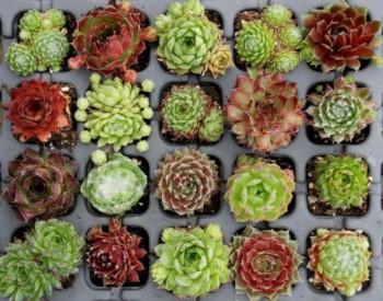 Обзор интересных растений для сада --- на заметку  - 3.jpg