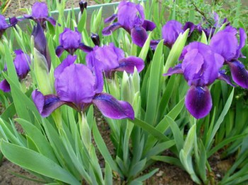 Обзор интересных растений для сада --- на заметку  - 1.jpg