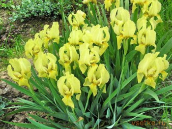 Обзор интересных растений для сада --- на заметку  - 6fbf6d8bc6ebf565a7caed85178e7699.jpg