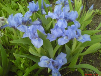 Обзор интересных растений для сада --- на заметку  - 3.jpg