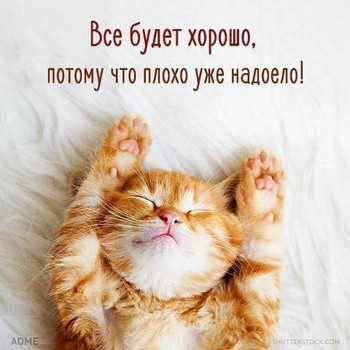 Добрые картинки, милые статусы - котик милость.jpg