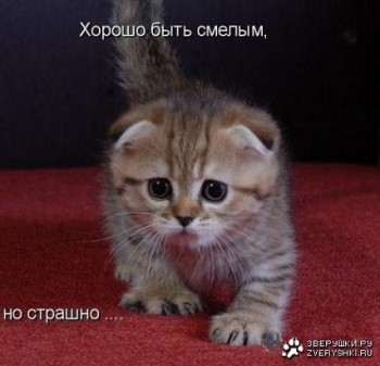 Из ВКонтактика с приветиком  - смелый.jpg