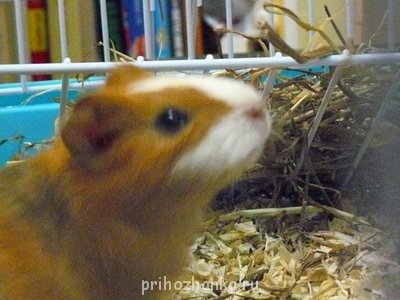 Кого из животных вы содержите? Фото приветствуется. - P1200141.JPG