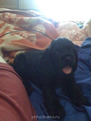 Кого из животных вы содержите? Фото приветствуется. - IMG_0174.JPG