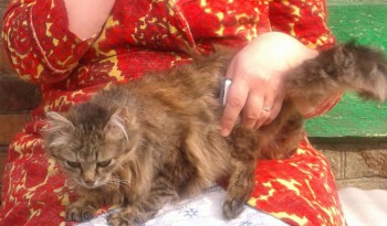 Клуб фелинологов-любителей  - 20150426_154509.jpg