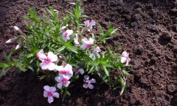 Флокс шиловидный, новинка