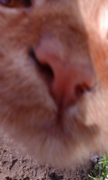 Любопытная рыжая морда :)