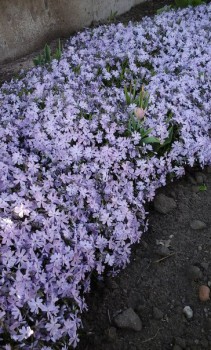 Флокс шиловидный