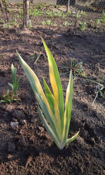 Ирис вариегатный.